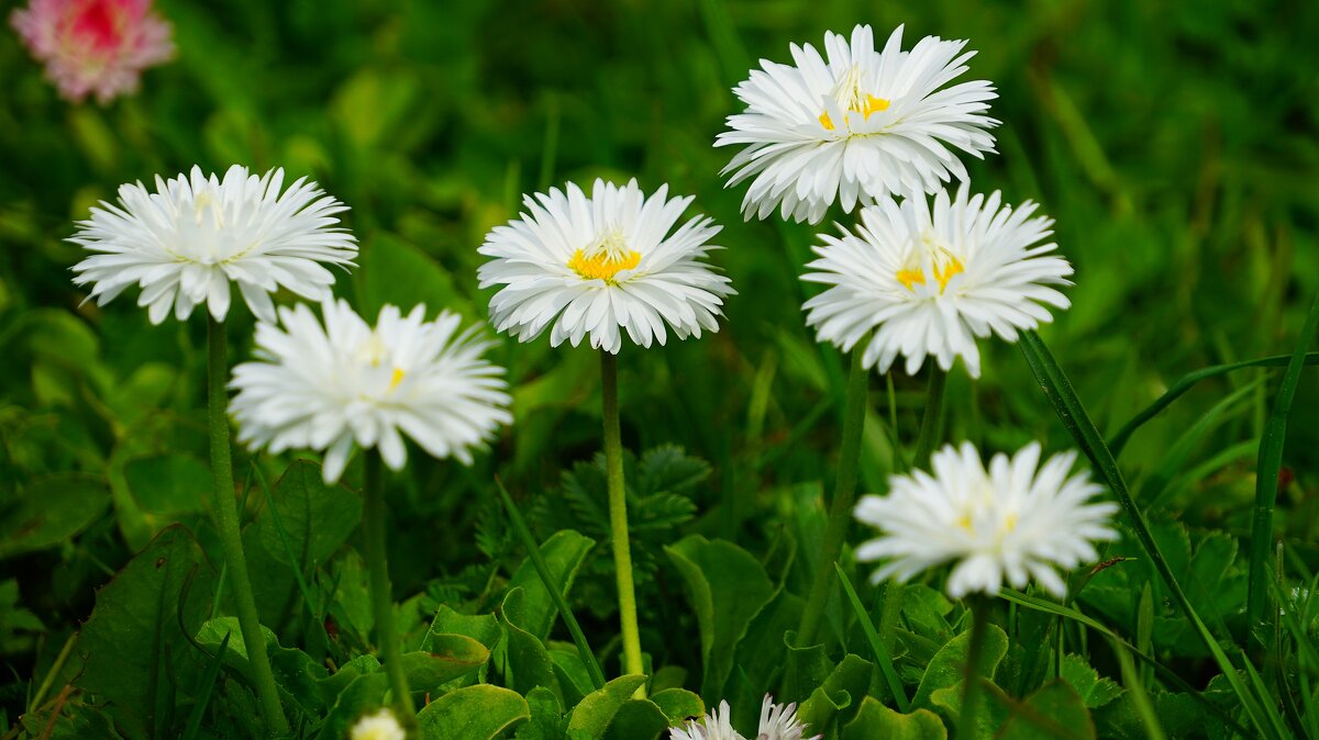 Маргаритки - Наталья Лакомова