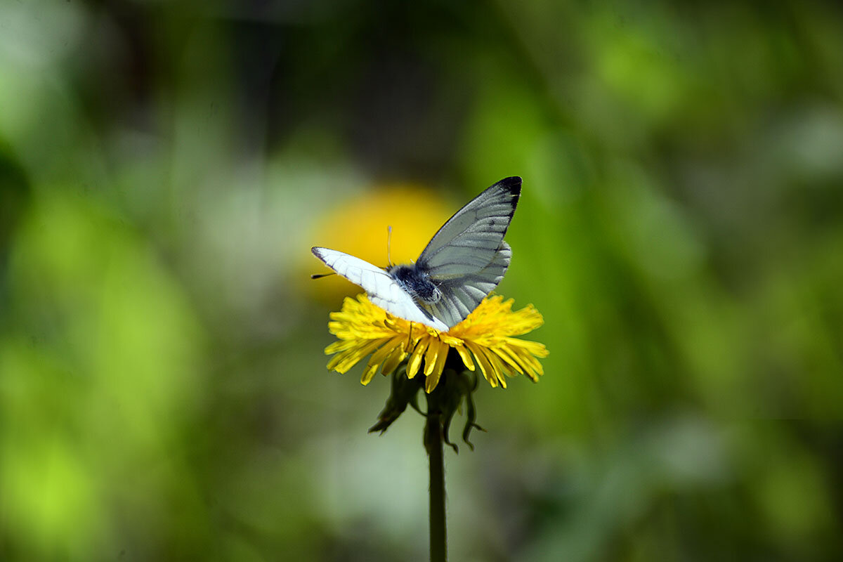 Бабочка - Геннадий Супрун Бабочка - Геннадий Супрун