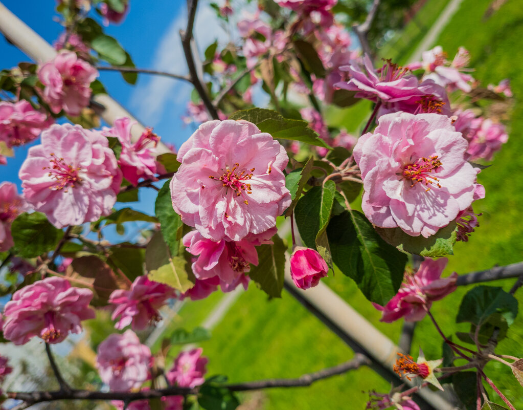 Яблоня Brandy Magic - Борис Калитенко Яблоня Brandy Magic - Борис Калитенко