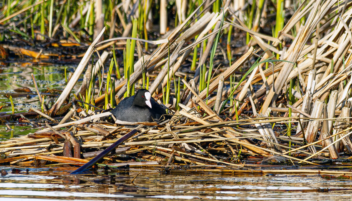 Лысуха на гнезде. - Yuri Chudnovetz