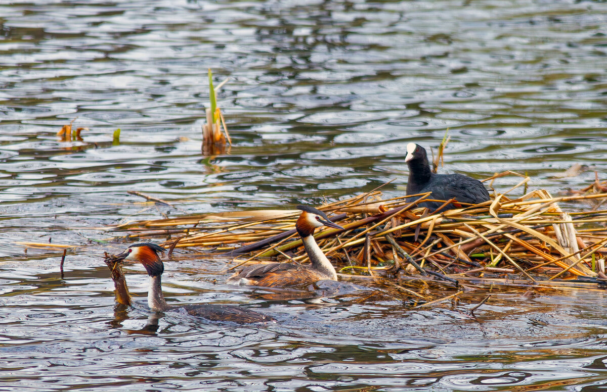 Проплывая мимо. - Yuri Chudnovetz