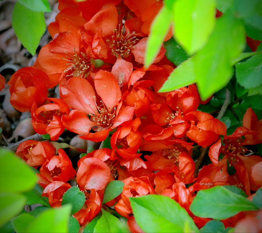 пора цветения ... - Andrey Bragin пора цветения ... - Andrey Bragin