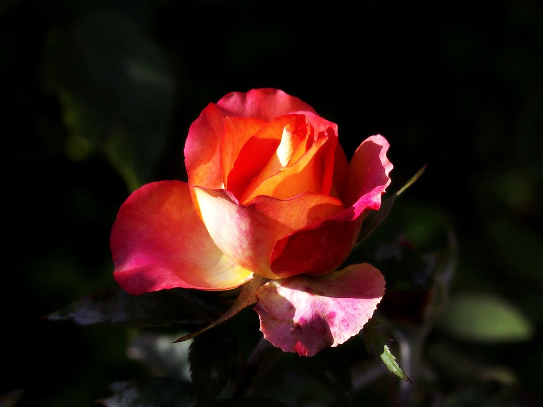 Роза - Сергей Швечков Роза - Сергей Швечков