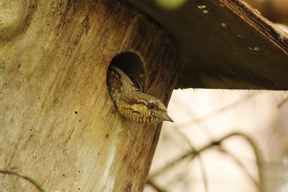 вертишейка - Сергей Лычагин