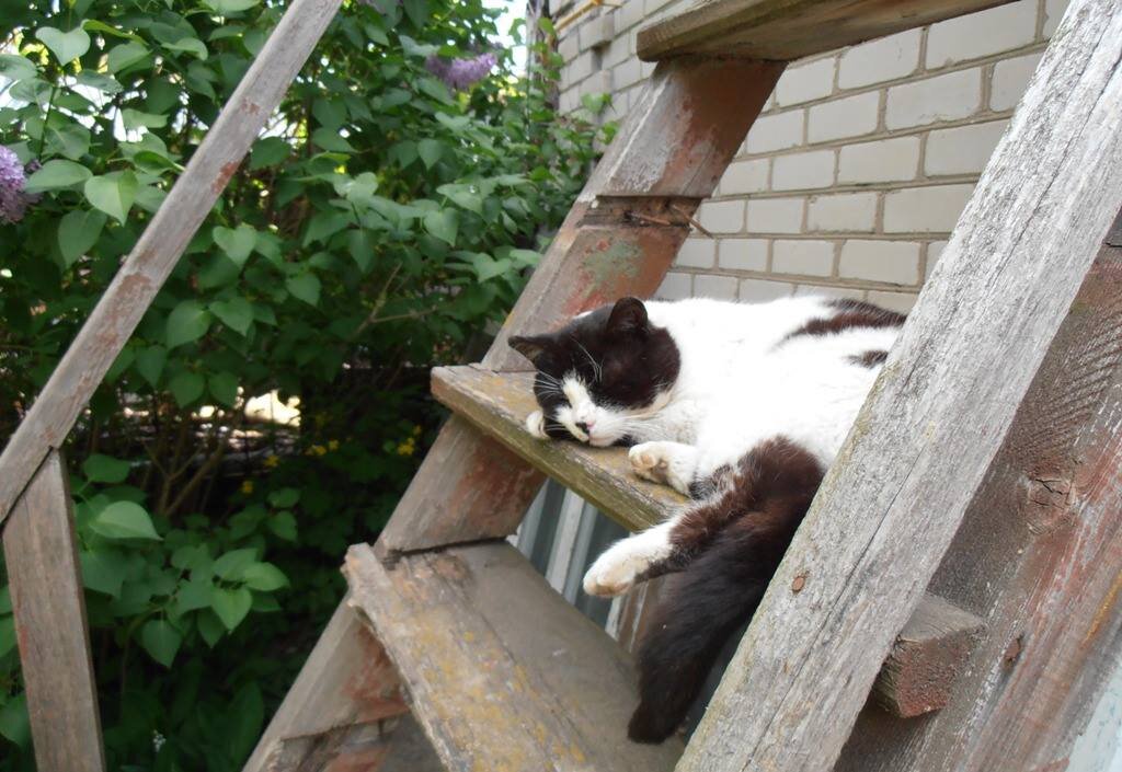 Сладкий сон - Наталья 