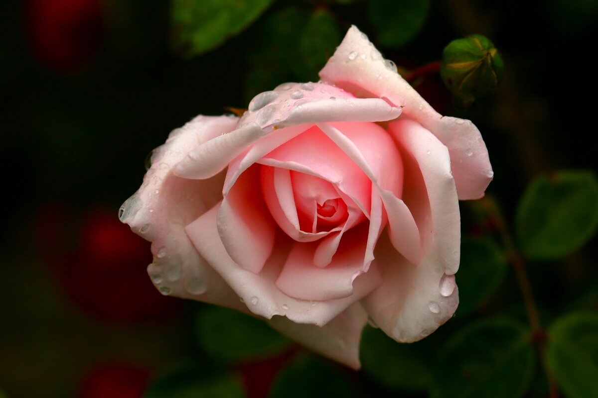 Утренняя - Юрий. Шмаков