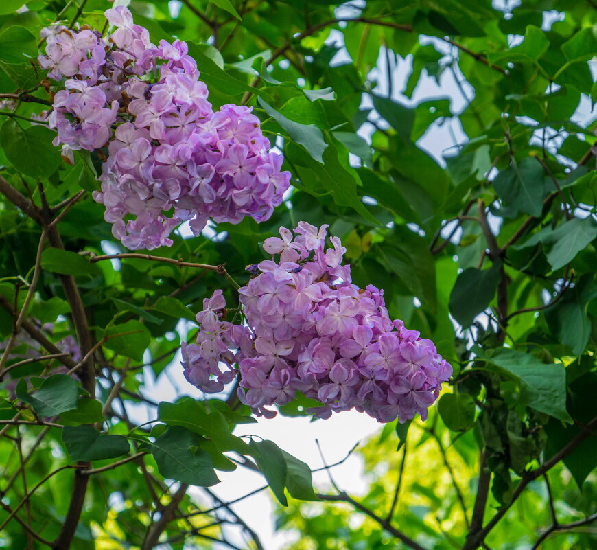 Аромат сирени - Наталья Rosenwasser Аромат сирени - Наталья Rosenwasser