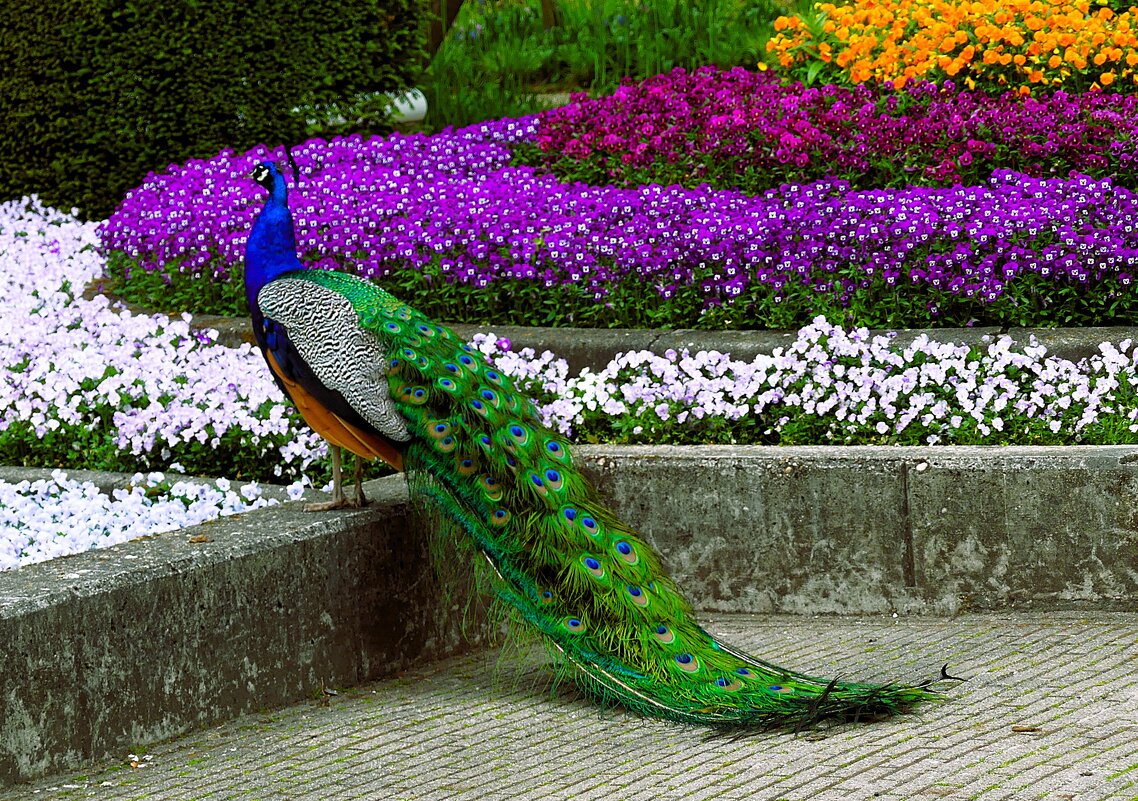 Сады у замка Арсен(серия) - Владимир Манкер