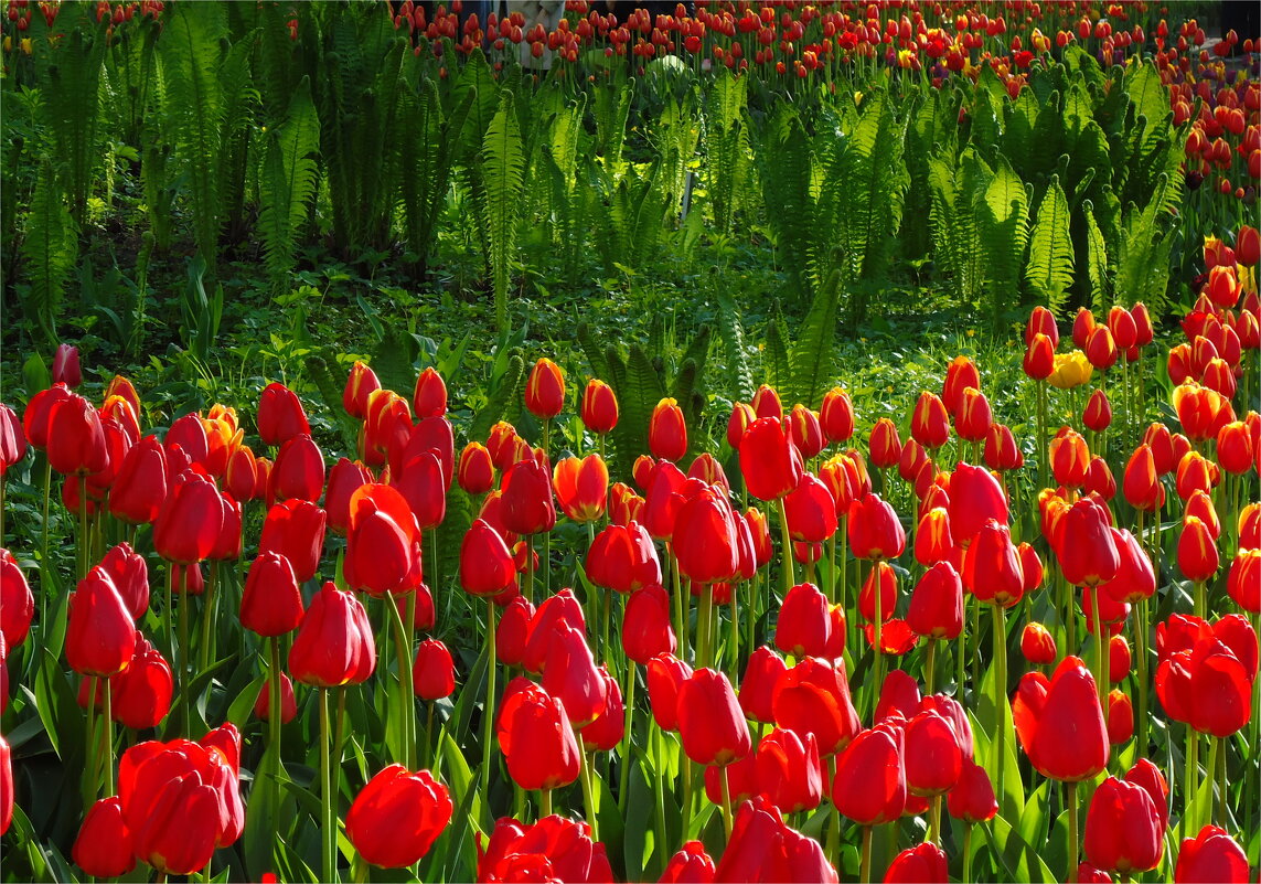 союзники - sv.kaschuk 