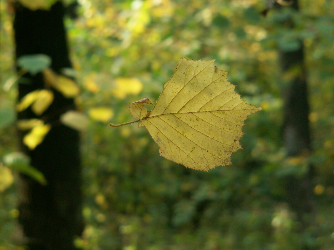 Лист на ветру - Dar(k) Life Лист на ветру - Dar(k) Life