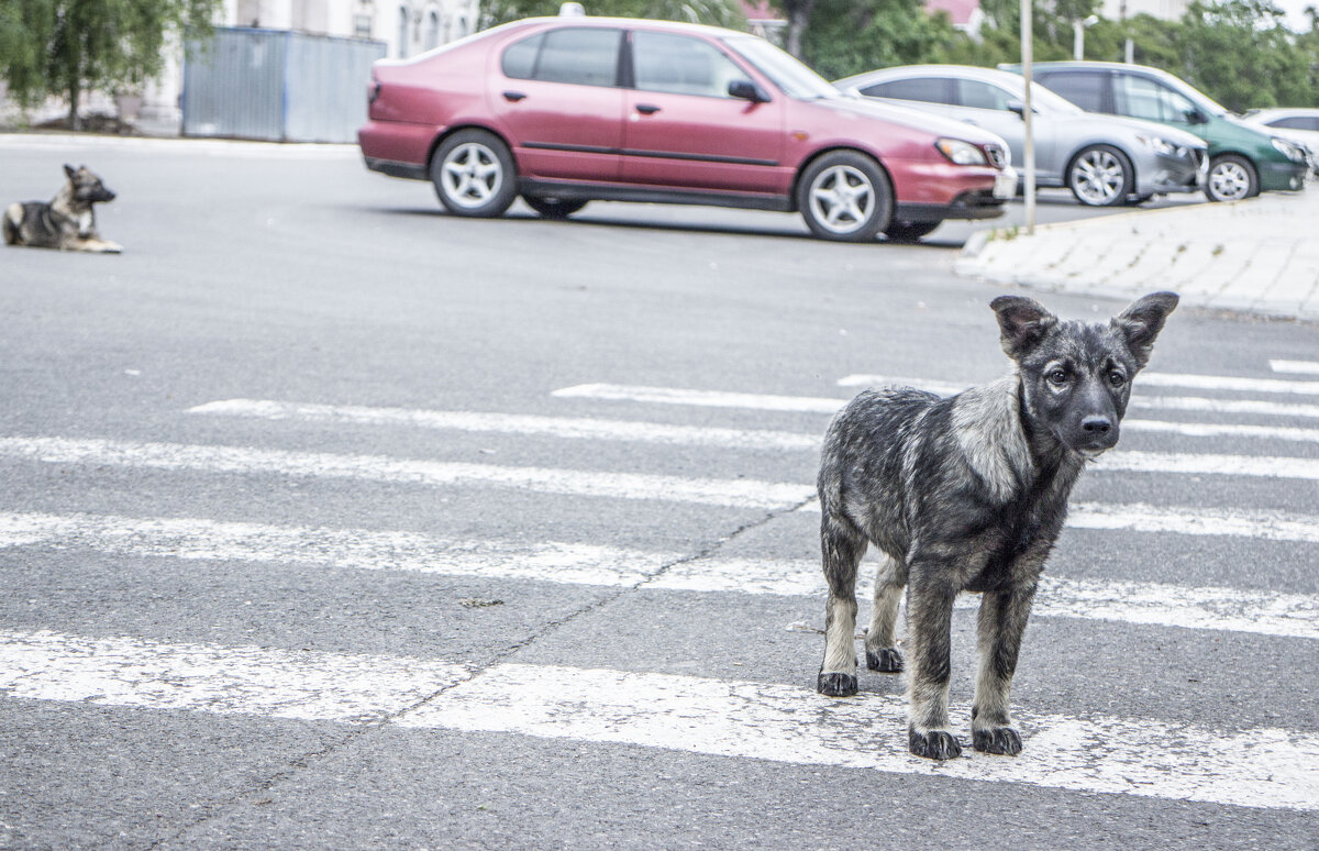 Немой укор - Коля Лукашов Немой укор - Коля Лукашов