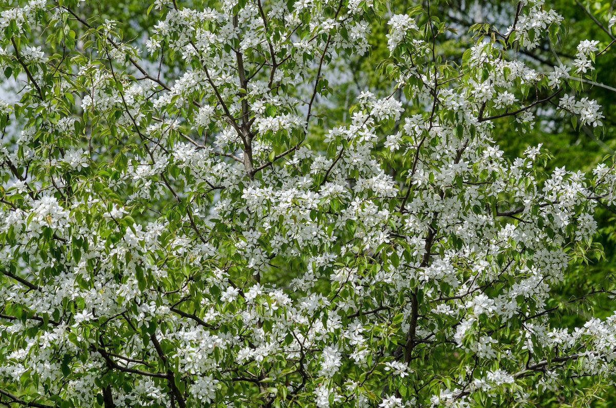 *** - Виктор Иванович Чернюк *** - Виктор Иванович Чернюк