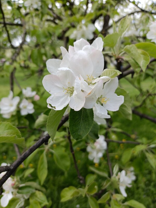 нежное цветение - Галина R... нежное цветение - Галина R...