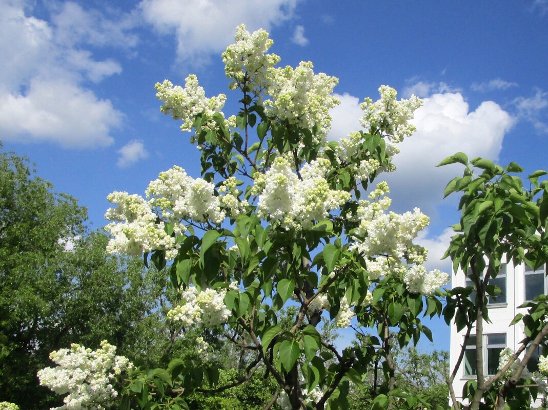 Сирень запахла за окном... - Ольга Довженко