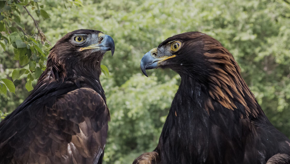 Беркут - SanSan 