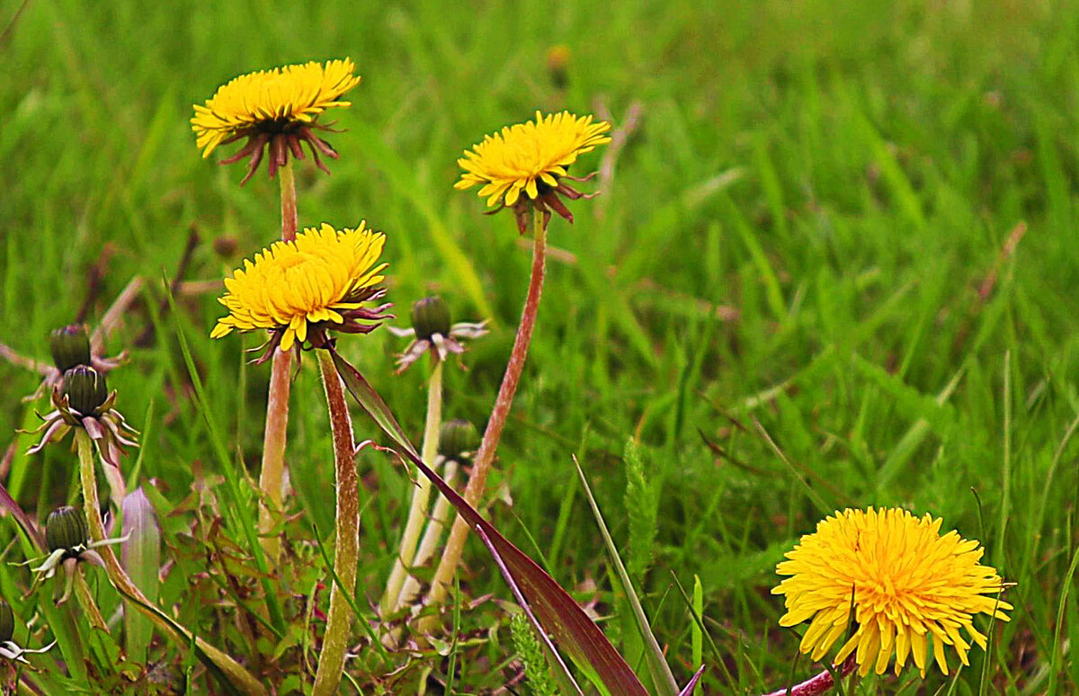 Они- целители  и медоносы! - Владимир 