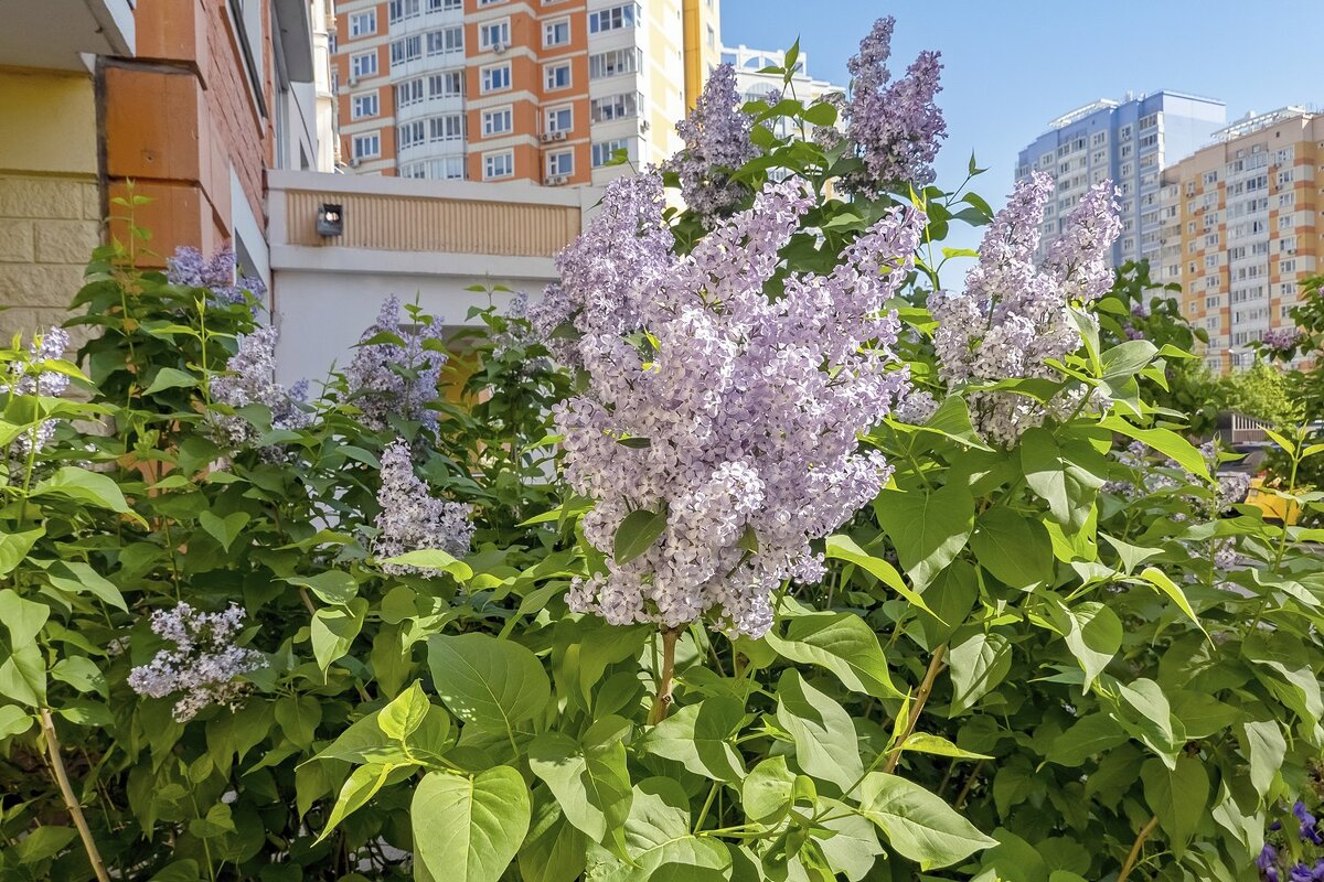 В Москве цветёт сирень - Валерий Иванович