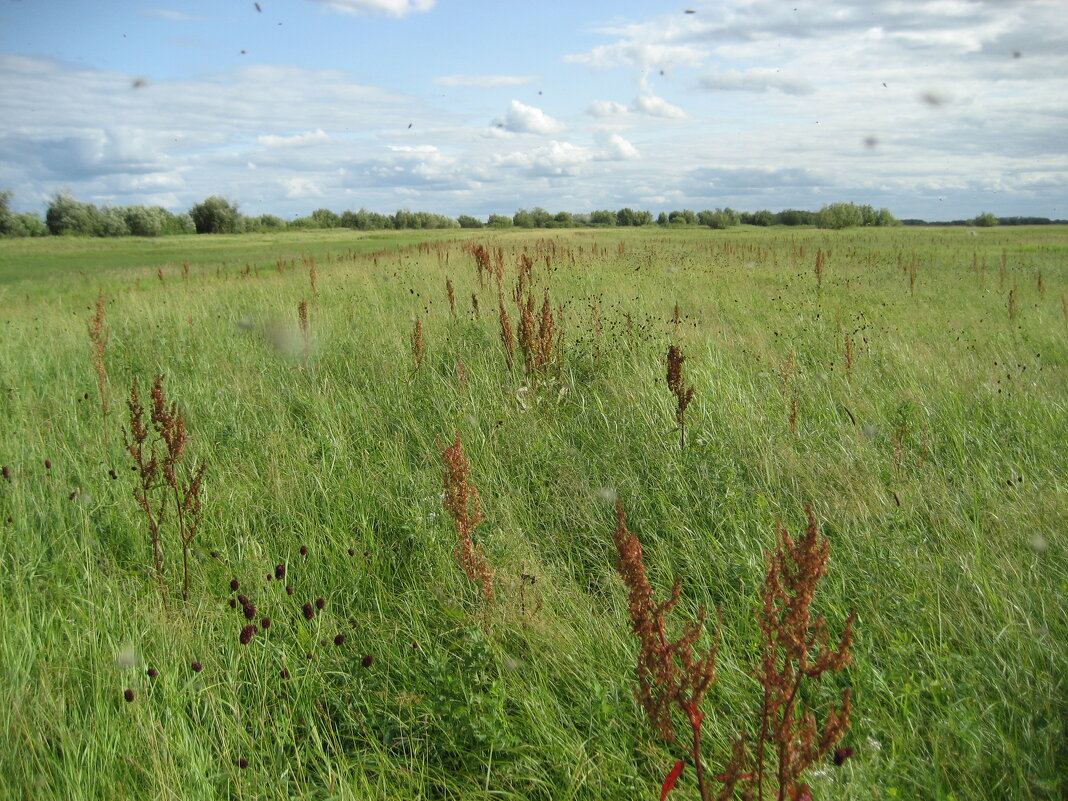 Комары на страже - Anna Ivanova