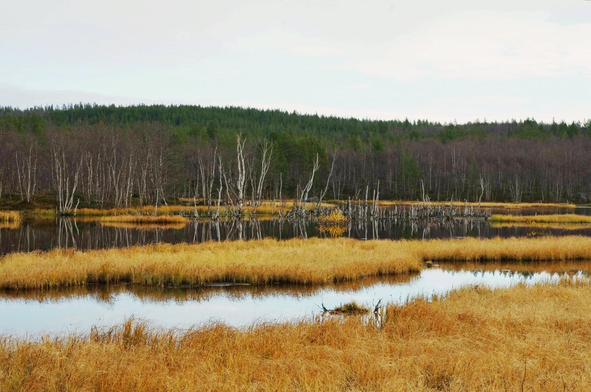 осенний пейзаж - Сергей Швечков