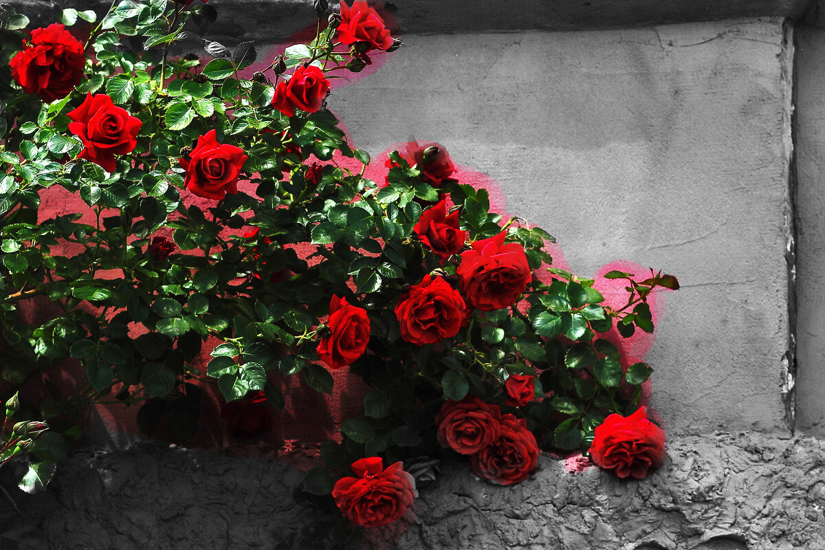 Розочки - Юрий Гайворонскiий Розочки - Юрий Гайворонскiий