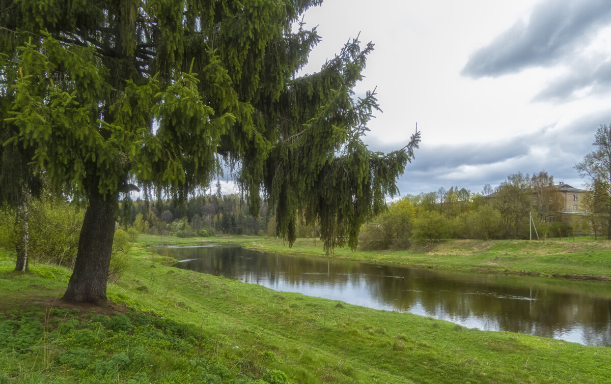 Ель на берегу реки - Сергей Цветков Ель на берегу реки - Сергей Цветков