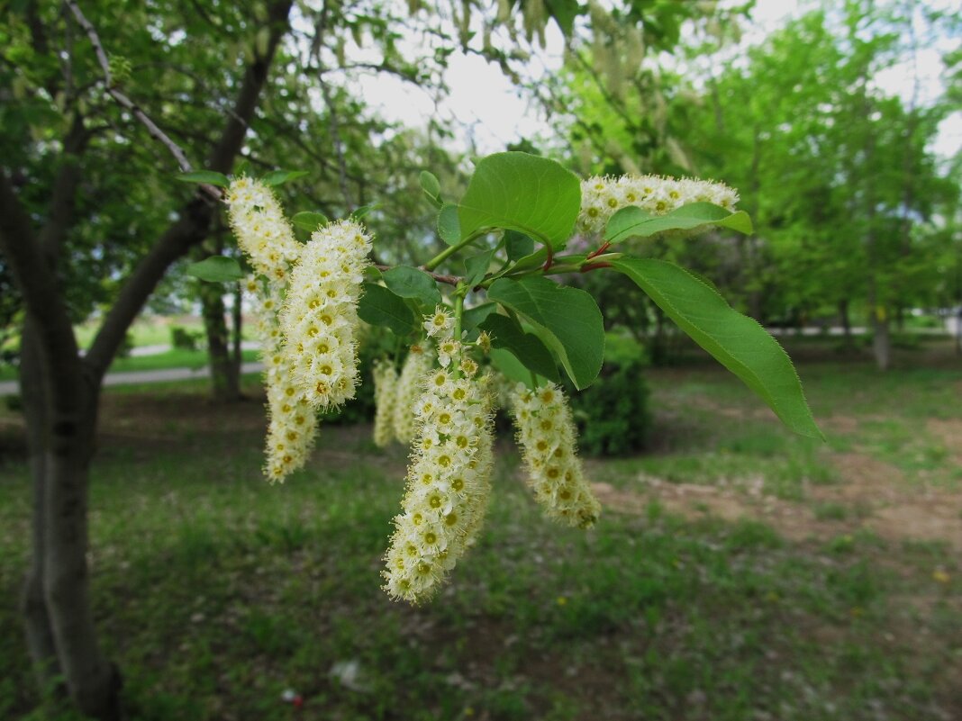 в начале мая - Елена Шаламова