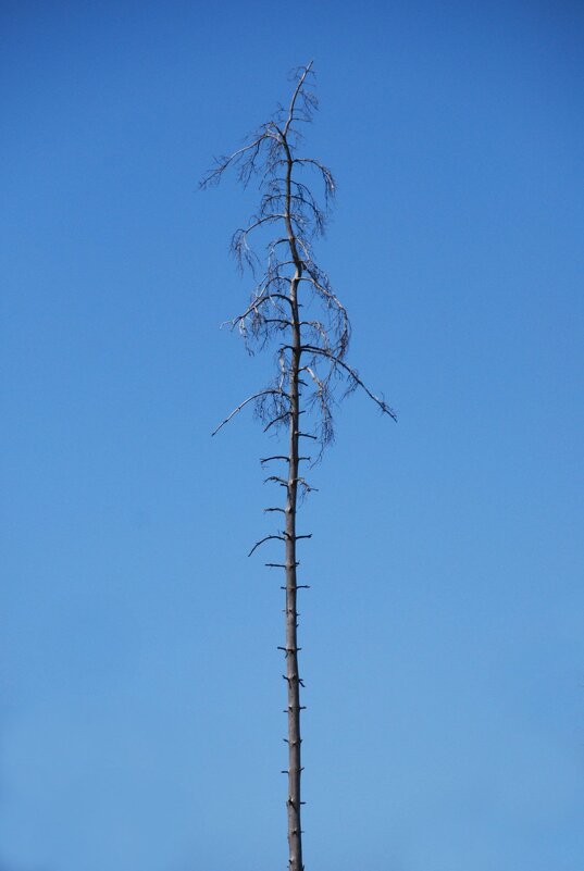 ЧТОБ ЩЕГОЛЯТЬ В КОСТЮМЕ ИЗ БЕЛЫХ ПАРУСОВ, ОН МАЧТОЙ КАРАБЛЯ МЕЧТАЛ СТАТЬ С ДЕТСТВА - Юрий Вовк