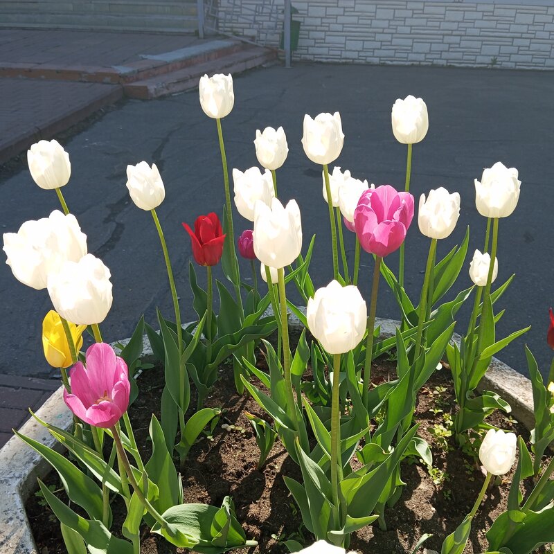 На клумбах города - Елена Семигина