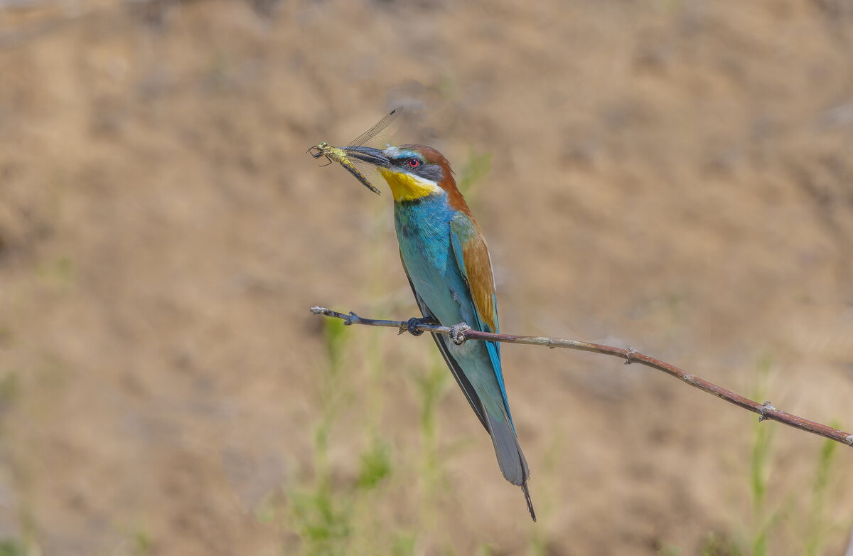 щурки - юрий макаров