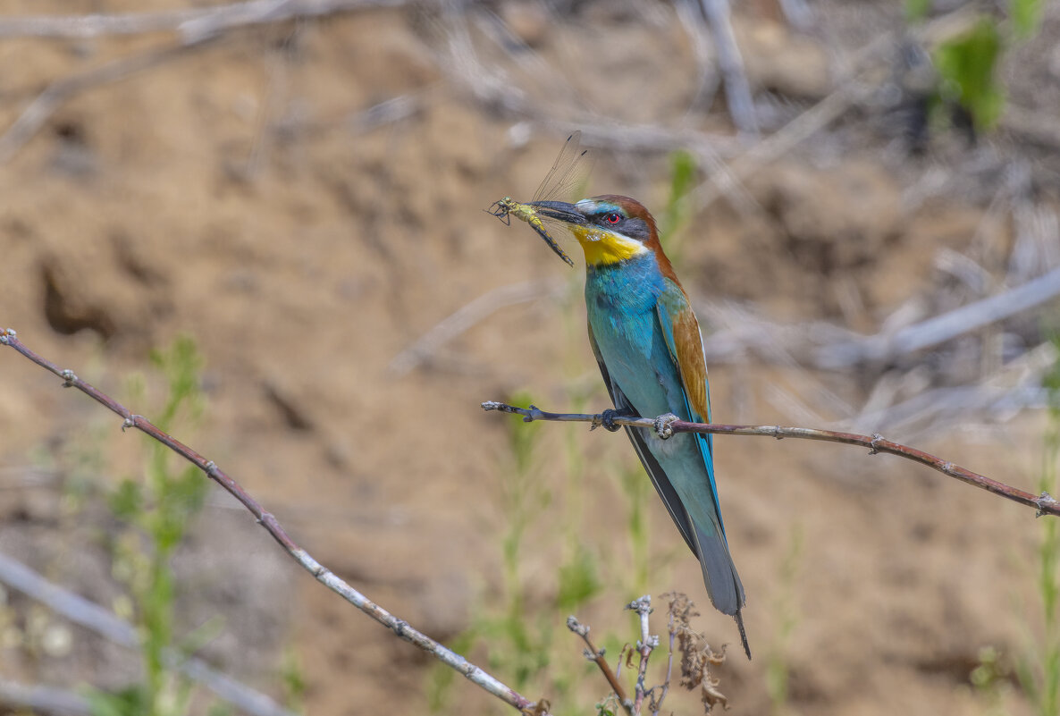 щурки - юрий макаров