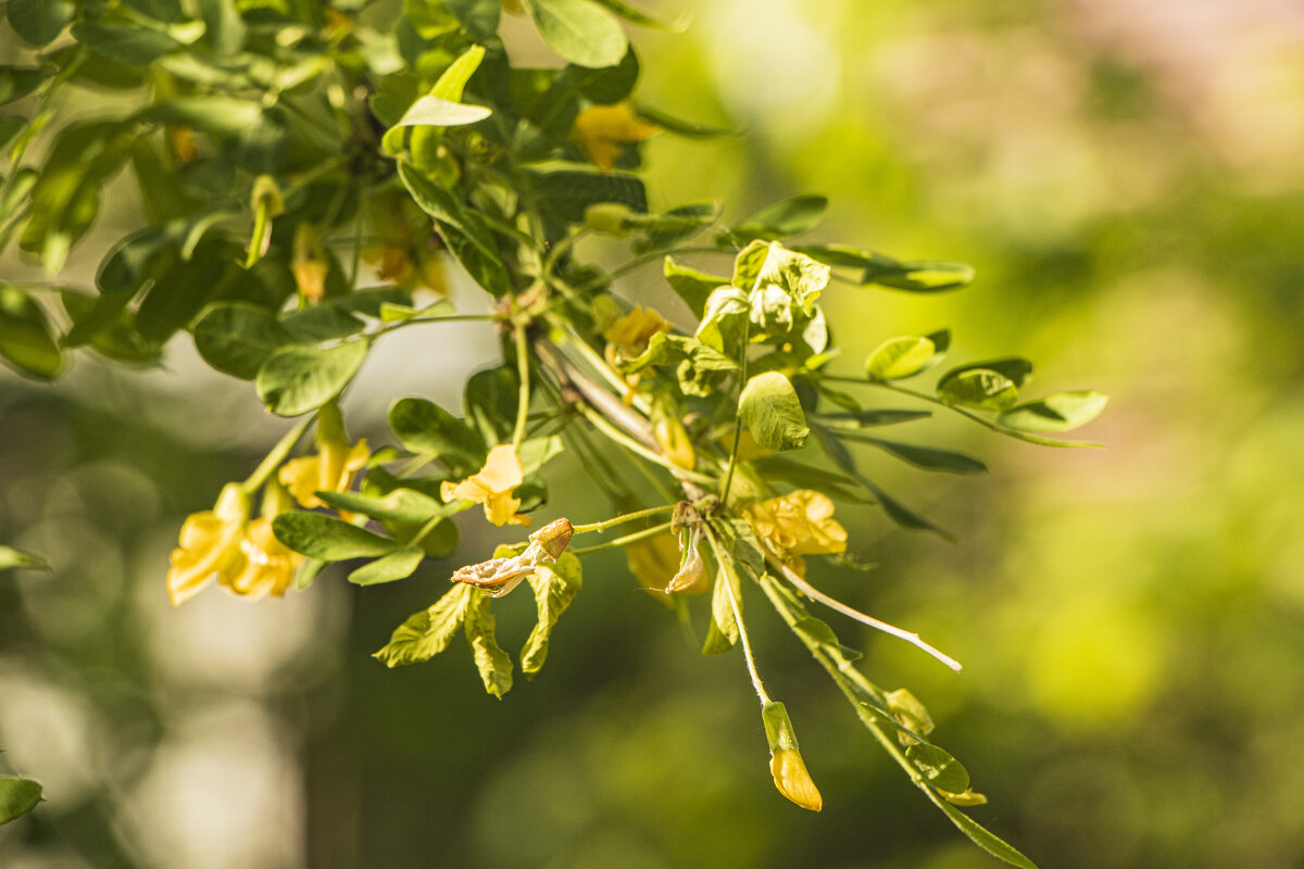 Акварель цветения. - Петр Беляков Акварель цветения. - Петр Беляков