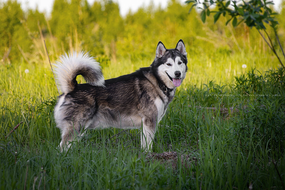 Ярик. - leff Postnov