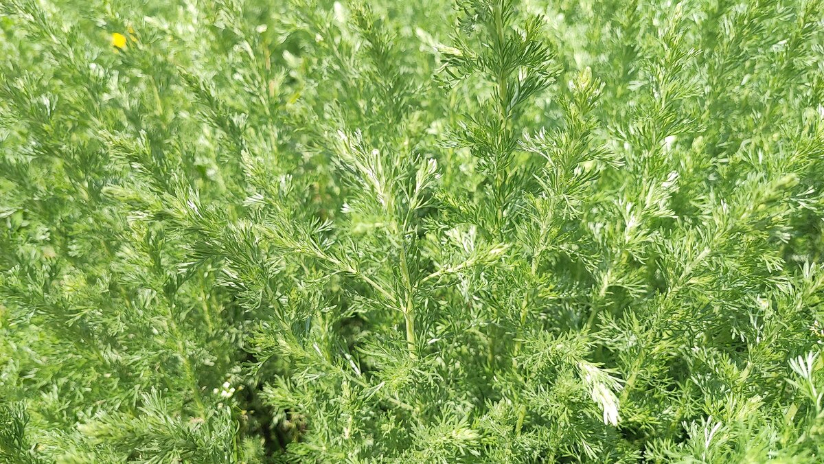 полынь двудомная полынь горькая - Сергей Тимоновский полынь двудомная полынь горькая - Сергей Тимоновский