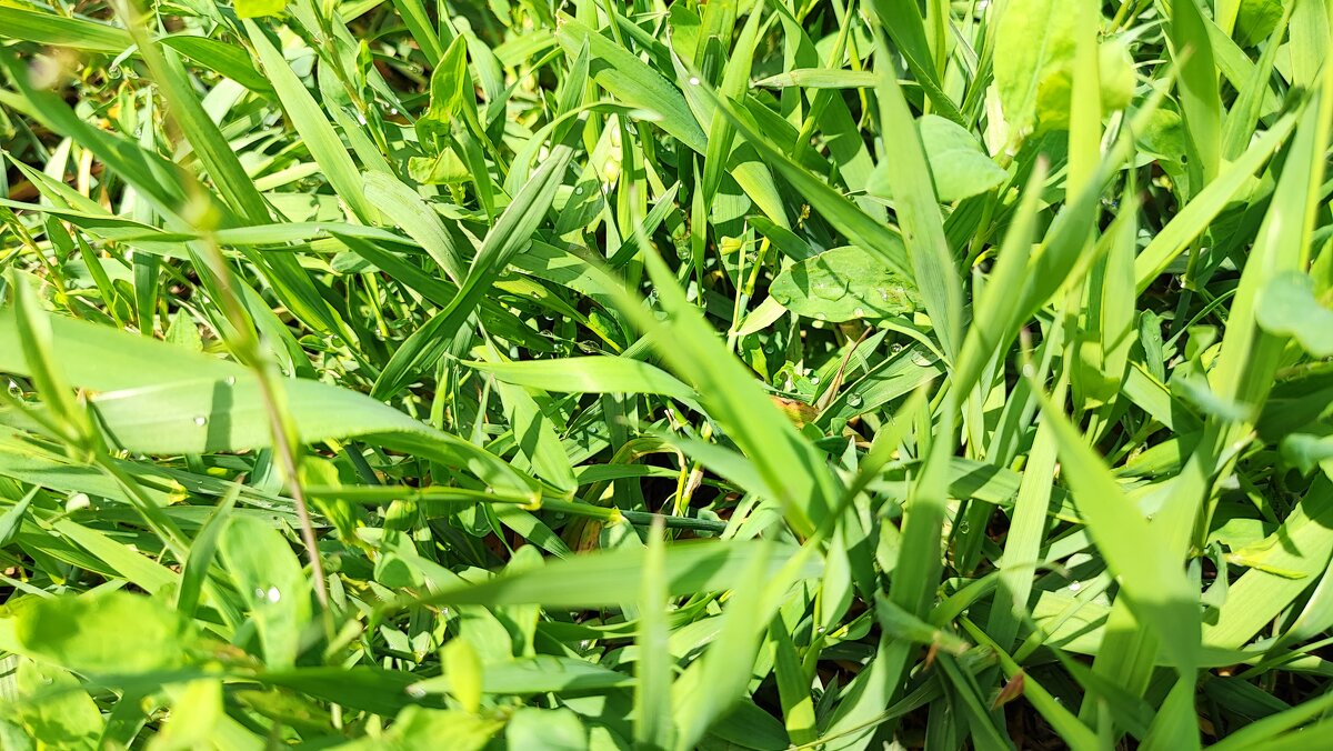 ,,, - Сергей Тимоновский