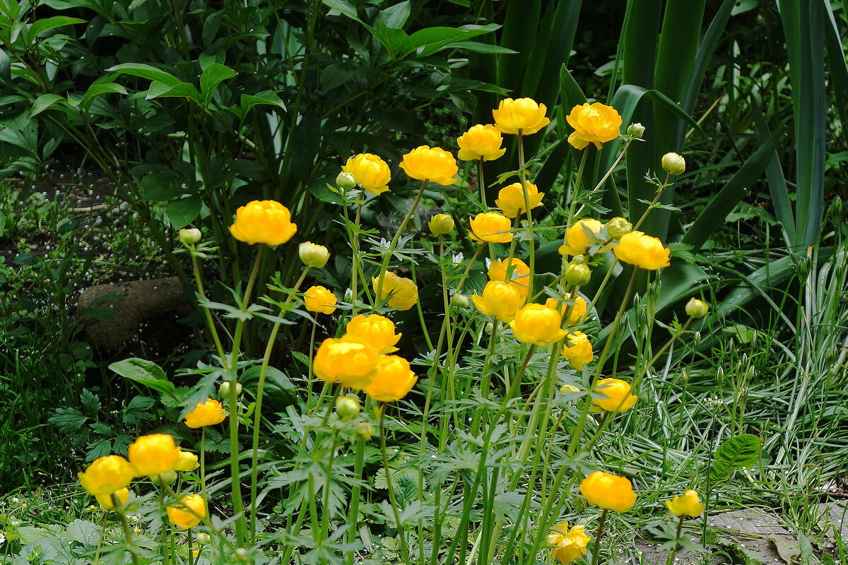 Купальница - Рита Симонова