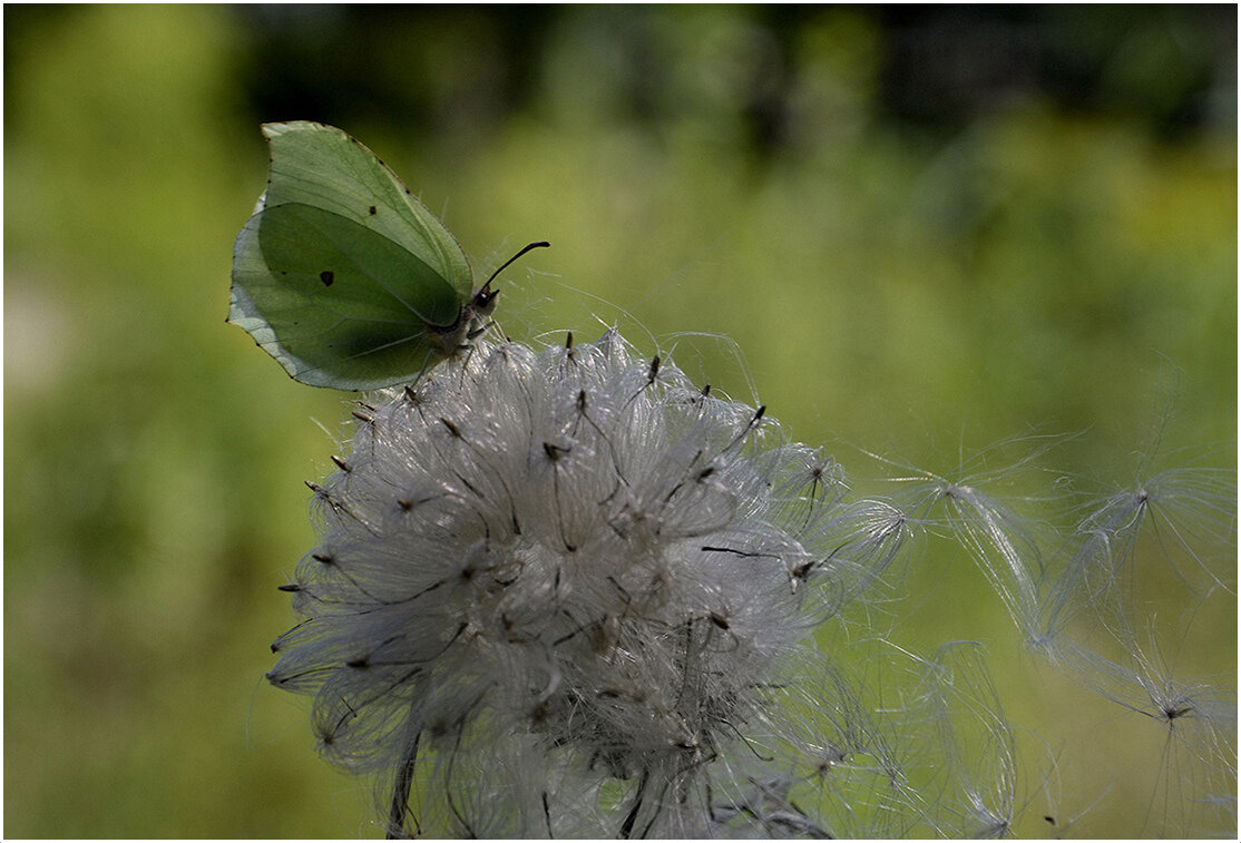 ...еще недавно цвели... - Aleksandr Gal