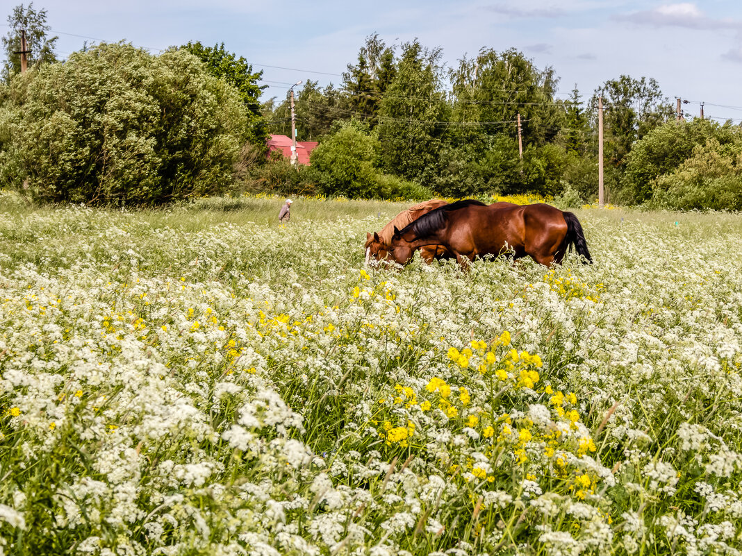 "На дальней станции сойду трава - по пояс …" (М. Танич) - Игорь Викторов "На дальней станции сойду трава - по пояс …" (М. Танич) - Игорь Викторов