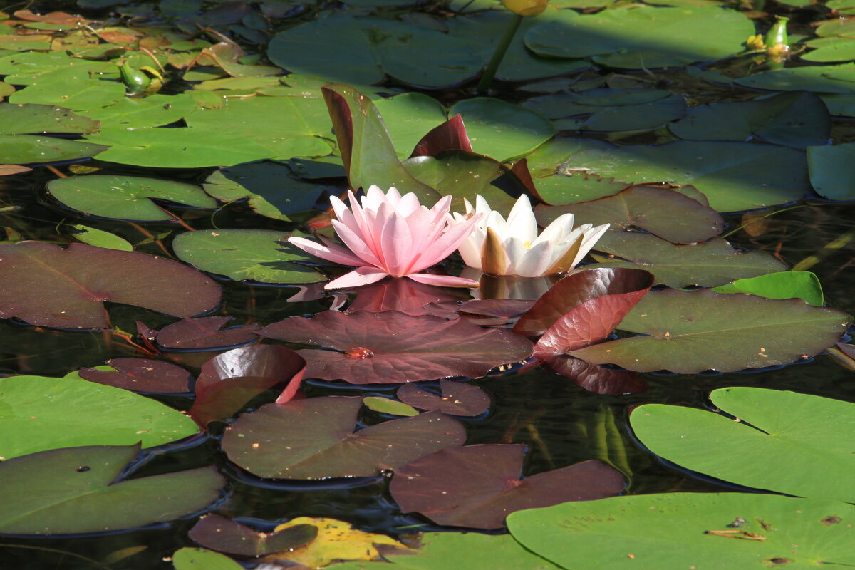 У реки - Cергей Кочнев