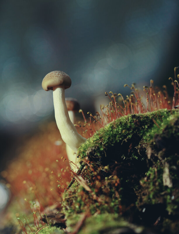 Гриб - Эдуард Куклин