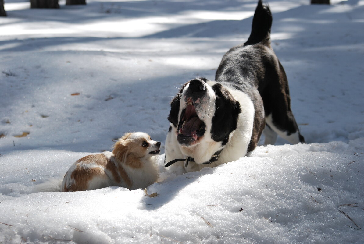 ...Та-аак,опять зубы не чистила:))) - Рудаков Сергей 
