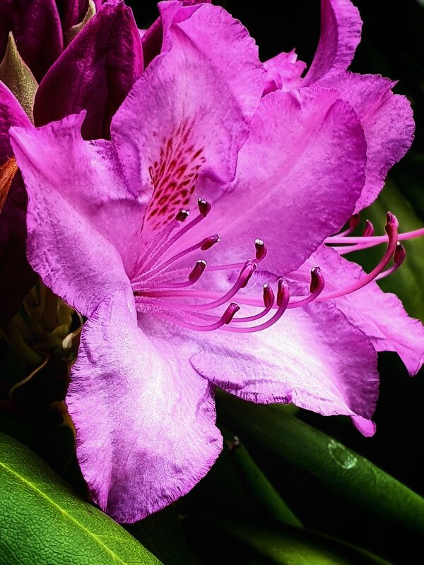 Родендрон - Галина Левина