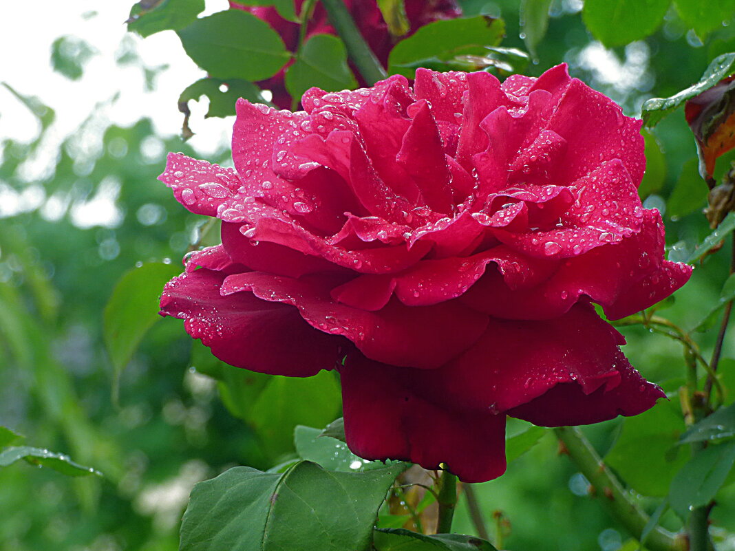 ПОСЛЕ ГРОЗЫ - Елена Куприянова 