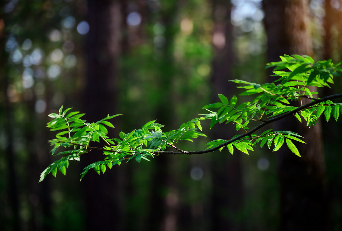 * - Александр Иванов