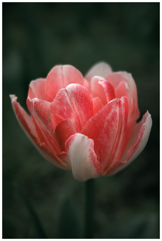 *** - someone somewere