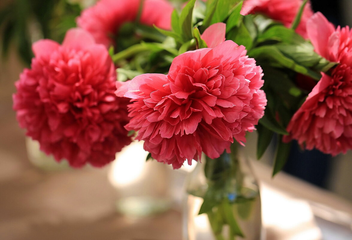 Выставка пионов - ZNatasha - Выставка пионов - ZNatasha -