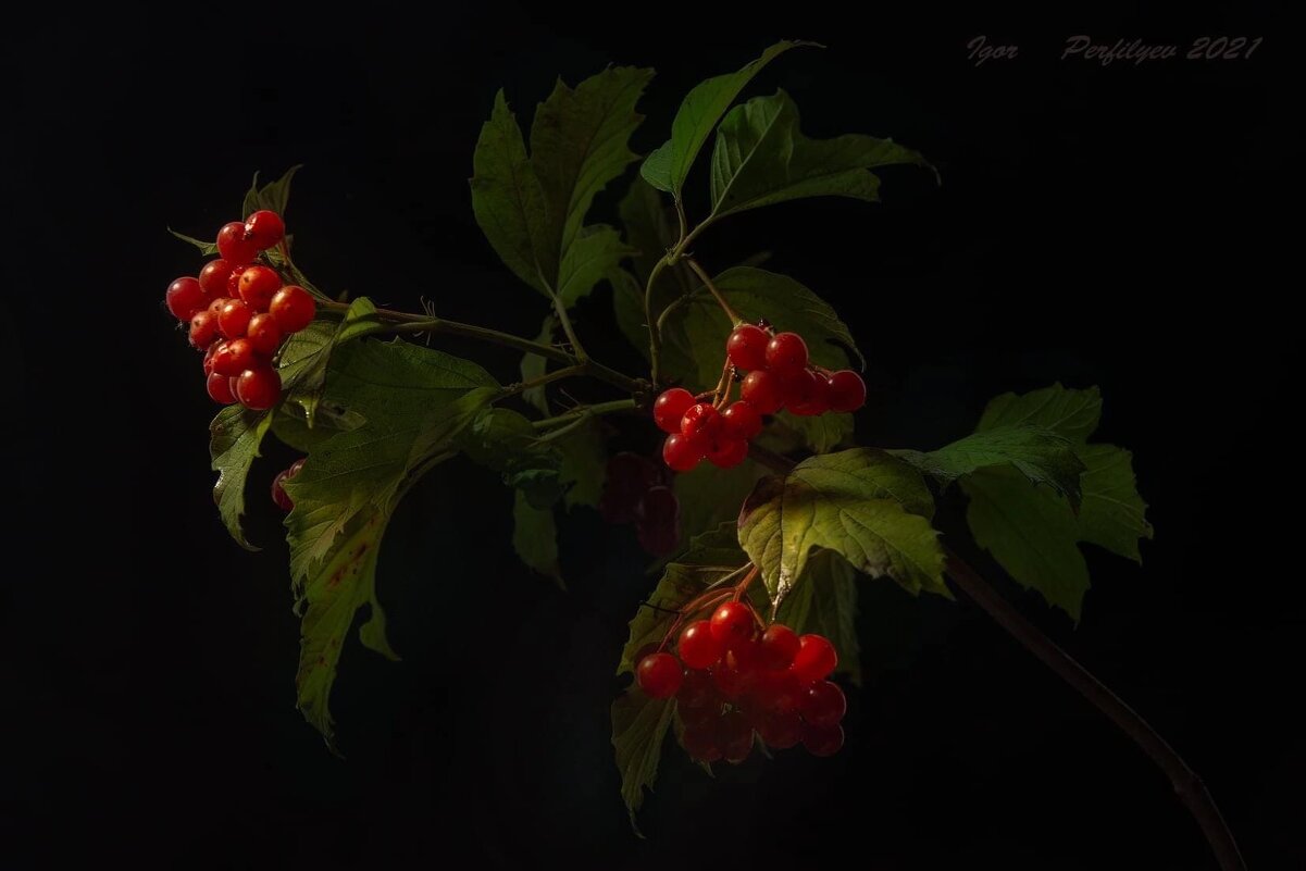 Калина красная - игорь 