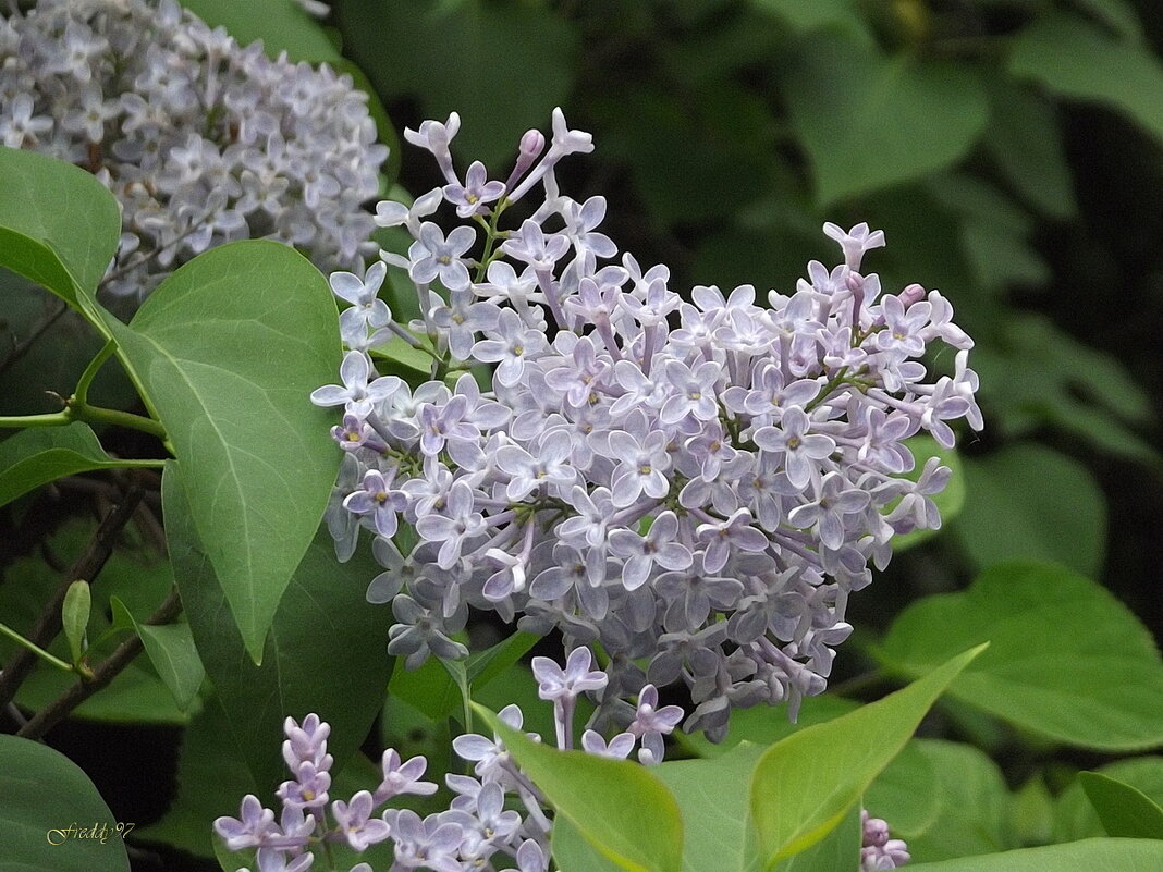 Сирень - Freddy 97