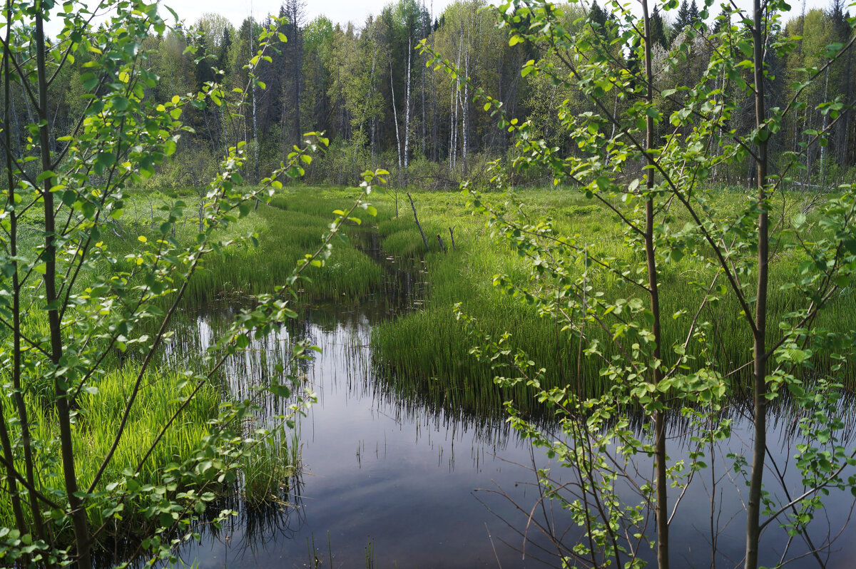 речка Икра - Сергей Ц речка Икра - Сергей Ц