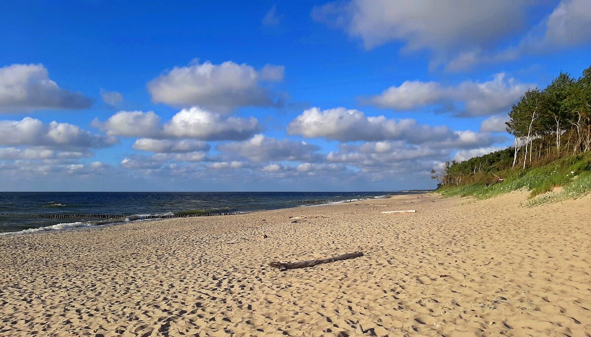 Королевский бор и море - Сергей Карачин