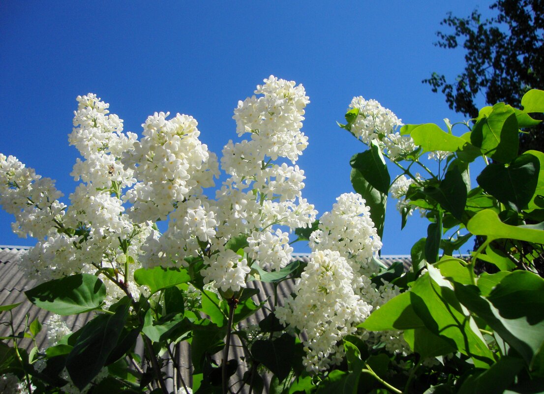 майская белизна... - Галина Флора
